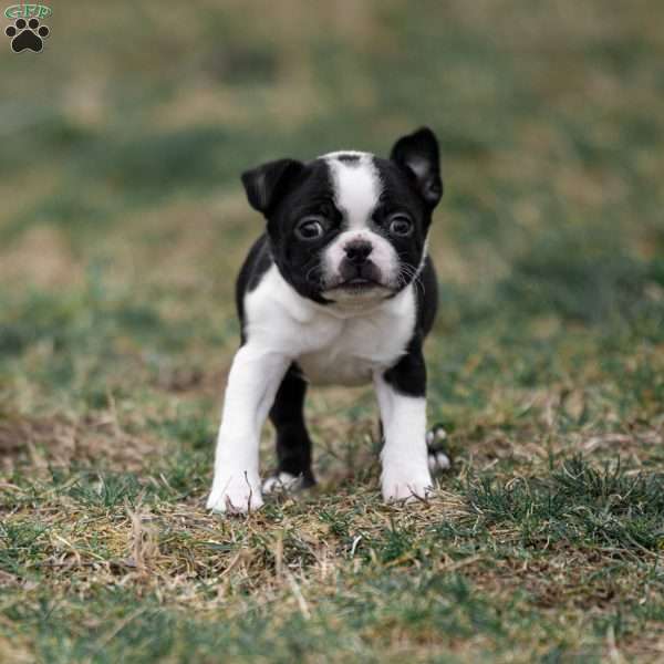 Pansy, Boston Terrier Puppy